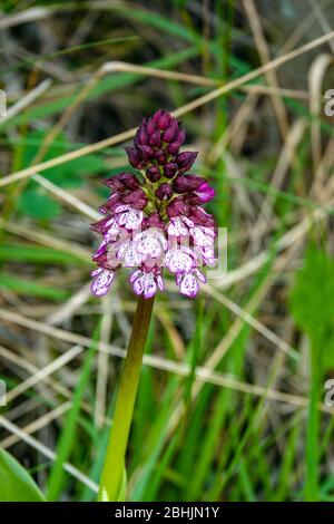 Purple lady orchid growing in meadow, Ariege, South of France, France, French Pyrenees, Pyrenees Stock Photo