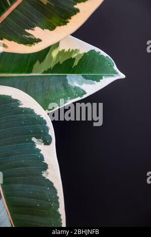 Close-up on the three variegated leaves of ficus elastica var. 'Tineke' houseplant on a dark grey background. Abstract houseplant detail against dark Stock Photo