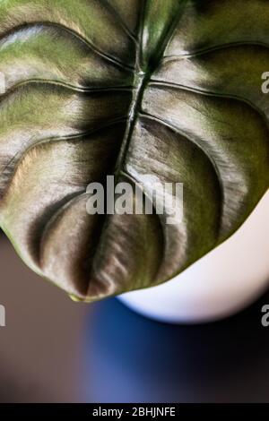 Close-up on a metallic shiny leaf of alocasia cuprea 'red secret' exotic houseplant in white pot on dark background. Interesting texture tropical plan Stock Photo