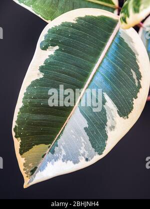 Variegated leaf of ficus elastica var. "Tineke" houseplant on a dark grey background. Trendy houseplant detail against dark backdrop. Stock Photo