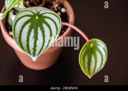 Close-up on a glossy leaf of watermelon peperomia (peperomia argyreia) plantlet with attractive stripy pattern in small terracotta pot on dark backgro Stock Photo