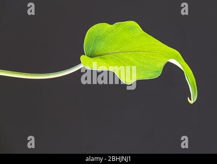 Close-up on a bright green fresh leaf of philodendron xanadu houseplant on a dark background. Attractive houseplant detail with marked veins. Stock Photo