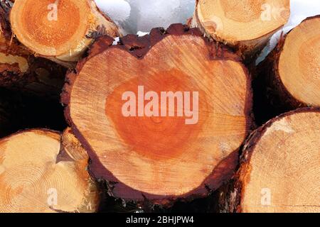 Close-up of freshly felled common spruce trees (Picea abies) with clearly visible tree rings, Trøndelag, Norway Stock Photo