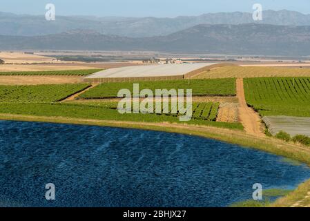 Riebeek Kasteel, Swartland, South Africa. 2019. Overview of the vineyards and wheat producing farms looking towards Gouda in the Swartland region. Stock Photo