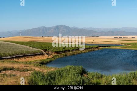 Riebeek Kasteel, Swartland, South Africa. 2019. Overview of the vineyards and wheat producing farms looking towards Gouda in the Swartland region. Stock Photo