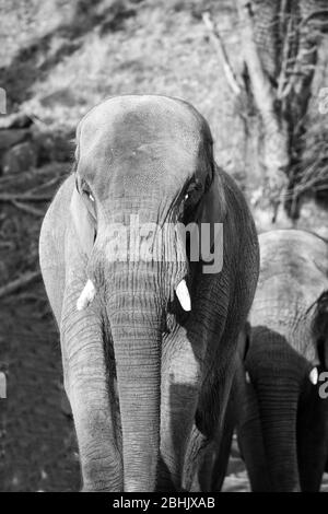 Monochrome front view close up of African elephant mother and calf behind (Loxodonta africana) together outdoors, West Midlands Safari Park, UK. Stock Photo