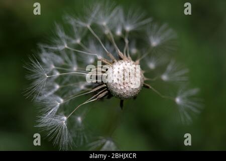 A dandelion (taraxacum  officinale)  sed head know as a clock that has been part blown away, Stock Photo
