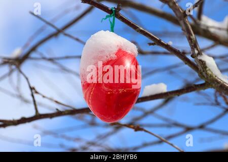 A colourful red Easter egg covered with fresh snow hangs as decoration on a tree Stock Photo