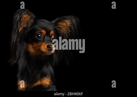 Portrait of Russian Toy Terrier isolated on black background Stock Photo