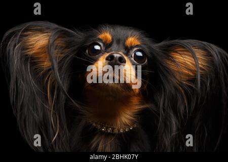 Portrait of Russian Toy Terrier with Furry Ears isolated on black background Stock Photo