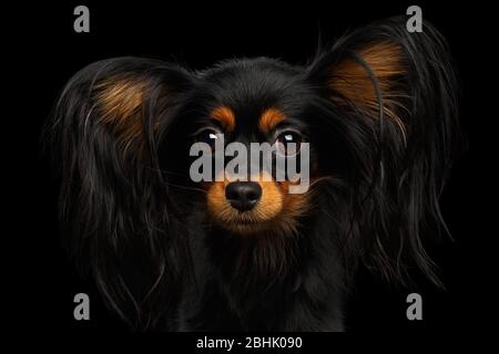 Portrait of Russian Toy Terrier isolated on black background Stock Photo