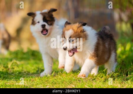 picture of elo puppies playing in the garden Stock Photo