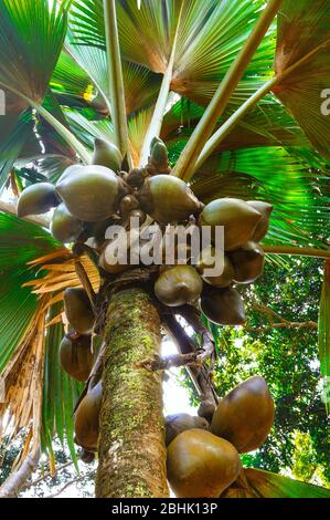 Branches of coconut palms under blue sky - vintage retro style. Royal Botanical Garden of Candy Sri Lanka Stock Photo