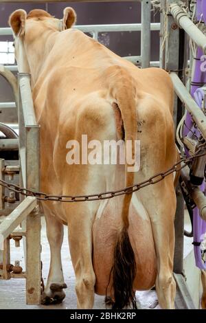 Brown dairy cow in cow shed with fresh straw on floor - Stock Image -  C053/7925 - Science Photo Library