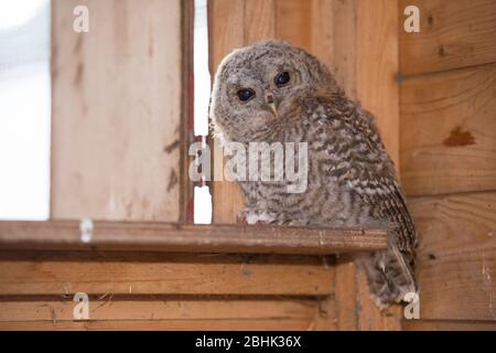Cumbernauld, UK. 26th Apr, 2020. Pictured: A baby Tawny Owl sits on a dead mouse as it looks at the camera. It was rescued and will be released once it puts on enough weight. Credit: Colin Fisher/Alamy Live News Stock Photo