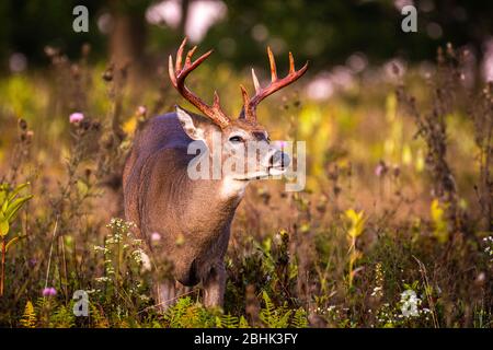 A male white-tailed deer, poses in a field surrounded by thistle, displaying large antlers with blood from velvet loss. Stock Photo