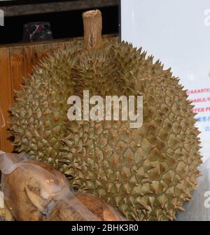 the durian is the fruit of several tree species belonging to the genus Durio. There are 30 recognised Durio species Stock Photo