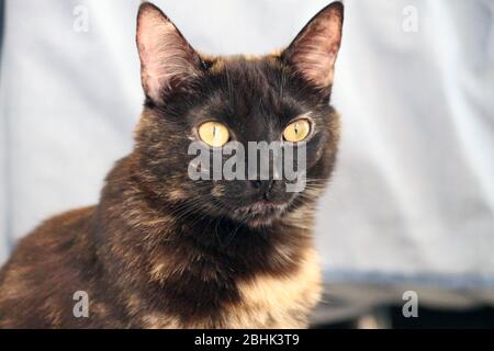 Cats are our companions during the covid-19 pandemic, at home and with much love Stock Photo