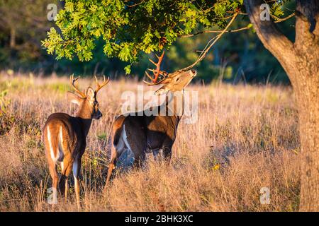 Two white-tail bucks are in a field rubbing their antlers on a tree limb, with signs of fresh velvet rubbed off. Stock Photo