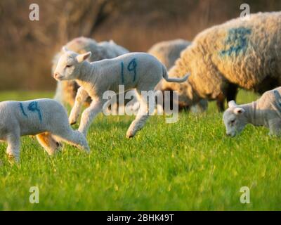 happy spring lamb boncing in the field, Cornwall, UK Stock Photo