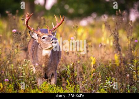 A white-tailed buck with large antlers sniffs the air in a field surrounded by thistles Stock Photo