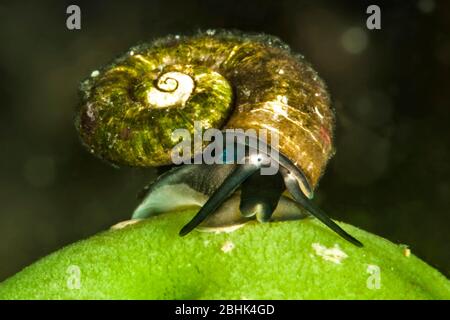 Baikal water snail (Megalovalvata baicalensis) on a Baikal sponge (Lubomirskia baicalensis), Lake Baikal, Siberia, Russia Stock Photo