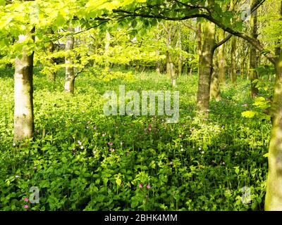Red Campion growing under trees in woodland, Cornwall, UK Stock Photo