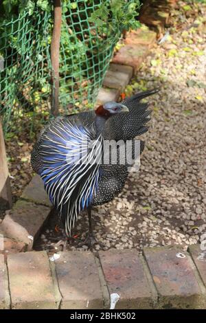 A beautiful Vulturine Guinea Fowl in the Birds of Eden free flight sanctuary, located in The Crags near Plettenberg Bay, South Africa, Africa. Stock Photo