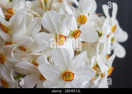 Extreme close-up bouquet of many white daffodils in glass vase on table with beige linen tablecloth, selective focus Stock Photo
