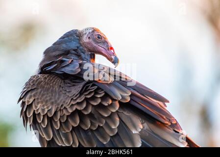 A detailed isolated shot of a large turkey vulture outlined by a low sun against a white blurred background. Stock Photo