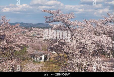 The cherry blossom in funaoka joshi park in miyagi prefecture, japan Stock Photo
