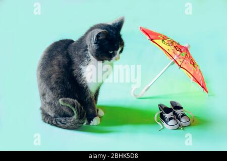 Cute black and white cat sitting near miniature red sneakers and umbrella, looking to side on pink and mint background. Domestic animal, pet concept. Stock Photo