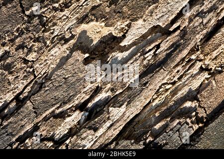 The surface of an old rotten trunk Stock Photo