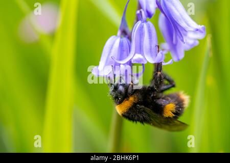 Bumble bee collecting pollen and necta from the flower of a Spanish Bluebell. Stock Photo