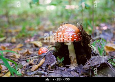 Wild Fly Agaric with red cup mushroom is beautiful mushroom but very toxic. Mushroom family of The Fly Agaric or Fly Amanita (Amanita muscaria) is now Stock Photo