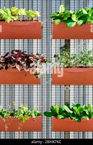 Hanging pots on a metal rack contain Petunias Petunia and Geraniums ...