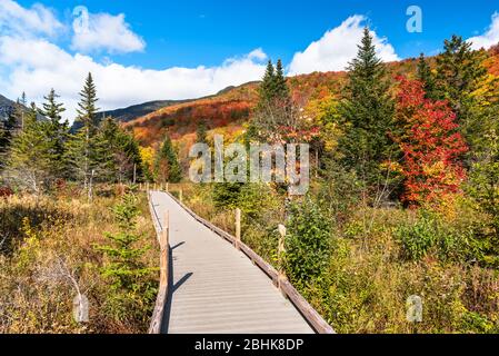 Empty wooden walkway through wetland at the foot of forested mountains on a sunny autumn day. Stunning autumn colours. Stock Photo