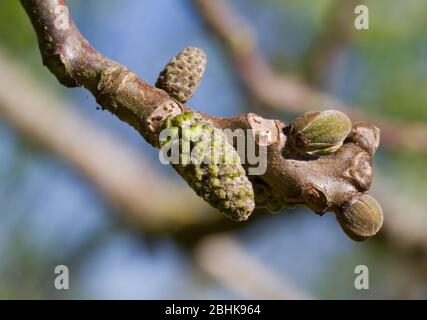 Male flowers, catkins, and budding leaves of Common walnut tree in spring Stock Photo