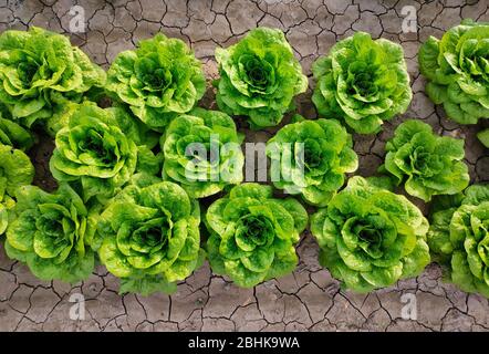 Fresh lettuce plant in agricultural field. Organic food concept. Top view of a green butterhead lettuce on the ground in the farm. Overhead Stock Photo