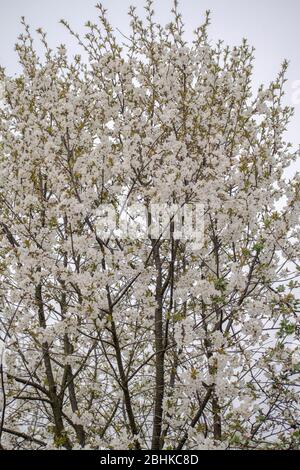 Sour Cherry tree blossom, Prunus cerasus Stock Photo