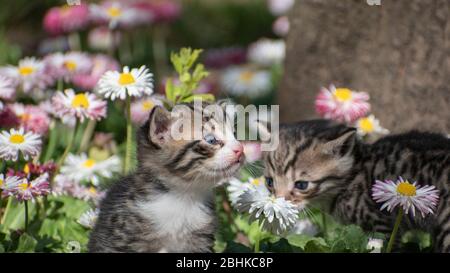 Young kittens in the garden with flowers bellis perennis Stock Photo