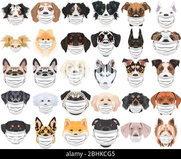 Illustration and set of dogs with respirator. At this time of the pandemic, the design is a nice graphic for fans of dogs. Stock Vector