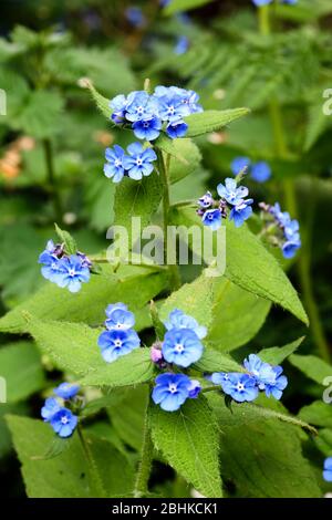 Bugloss, Green Alkanet Pentaglottis sempervirens a member of the forget me not family Boraginaceae a hairy leaved perennial Stock Photo