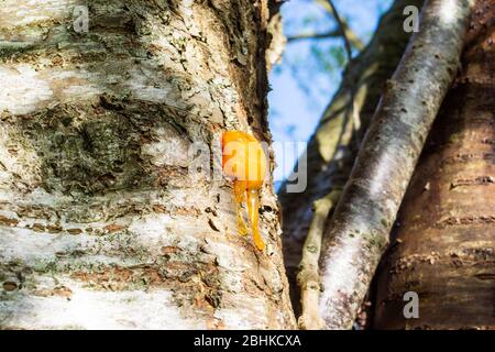 Tree sap oozing from a cherry tree branch cutoff Stock Photo - Alamy