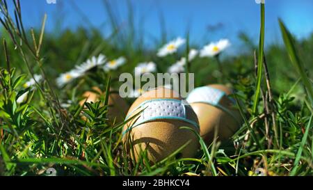 chicken eggs with protective mask and blurry Daisies in the background Stock Photo