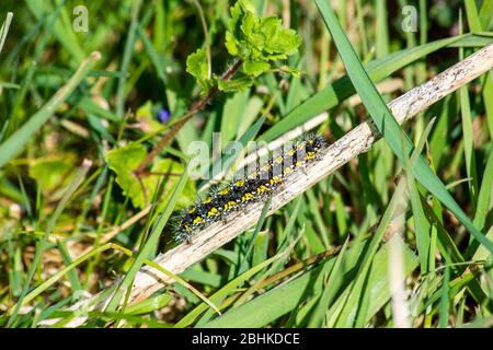 A black and yellow spiky caterpillar of the scarlet tiger moth Callimorpha dominula crawling on a dead plant stem surrounded by grass Stock Photo