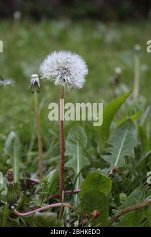 Dandelion clock close up Stock Photo