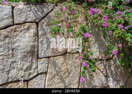A wall made of natural stone is entangled with a climbing plant with lilac flowers Stock Photo