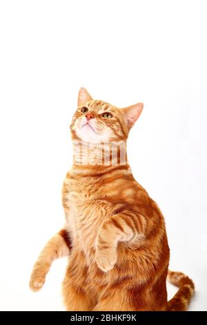 Ginger tabby cat sat up and isolated on a white background Stock Photo