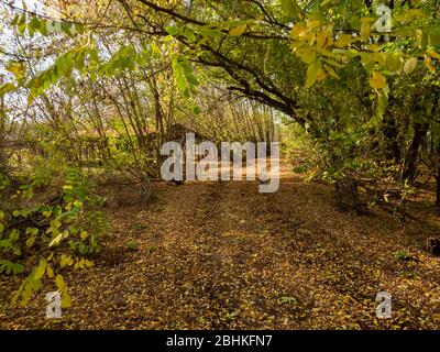 Abandoned residential area taken by nature. Chernobyl Exclusion Zone ...